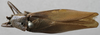CollectionObject 1539610; 2a1572f8-511d-4bf2-9f6b-80cbbb750a04: male, dorsal view (holotype). (CollectionObject).