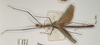 CollectionObject 1560538; 4b044015-c34f-4d17-a01d-a66c7f2b4151: copyright OUMNH. male, dorsal view (holotype). (CollectionObject).