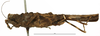 CollectionObject 1577321; cfb46576-0d71-4085-8a3e-ac1ae1084dc2: female, lateral view (syntype). (CollectionObject).