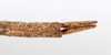 CollectionObject 1559835; NMW 234, a19328d3-4c53-4eff-8aae-6068598dbb49: copyright, NMW Vienna. female: end of abdomen, dorsal view (holotype). (CollectionObject).