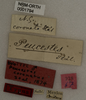 CollectionObject 1529815; 71798075-ce3e-4fd0-a3e5-4a68763bd1b8: labels (holotype). (CollectionObject).