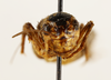 CollectionObject 1588021; 37850eac-dabc-4019-9c7e-2fd07cdf34f8, MNHN-EO-ENSIF6910: female, face (allotype). (CollectionObject).