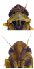 Head on Arboridia (Arboridia) koreana Oh & Jung, 2015 now Arboridia (Arboridia) agrillacea (Anufriev, 1969): Habitus or head. (Observation).