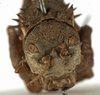 CollectionObject 1530598; 1f32a12e-8289-46a6-af11-da3648c39908: female, frontal view (syntype of Locusta pupaspinosa). (CollectionObject).