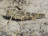 Dissosteira longipennis (Thomas, 1872): female (9 miles north of Bridgeport, Nebraska, 19 September 2021). (Otu).