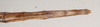 CollectionObject 1557921; 6f6e0c16-9c5f-4351-b57e-698b010705fb: copyright St. Petersburg. female: end of abdomen, ventral view of Gratidia aliena (syntype). (CollectionObject).