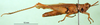 CollectionObject 1501236; c81a95ea-83f1-4627-b550-ce283560c26d: male, lateral view (syntype). (CollectionObject).