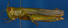 CollectionObject 1579006; 220755e6-a11e-417b-9b27-263186417823: female, lateral view. (CollectionObject).