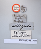 CollectionObject 1552790; NHMUK(SF IMPORT DUPLICATE) BMNH(E) 877039, 6305210b-da20-4695-97b5-c7221ae70bf9: Copyright NHM, London. Holotype female of Epilampra alligata, data labels. (CollectionObject).