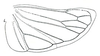 Hind wing: !! display not done !! on Drionia nigra Ball, 1915: Drionia nigra, hindwing. (Observation).