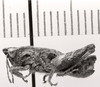 CollectionObject 1526830; 59a8c81b-56eb-4558-954e-15e2febc0fab: male, lateral view (paratype). (CollectionObject).