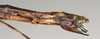 CollectionObject 1560603; b367d0f8-7f0d-4264-8fe6-e26b1bb3f937: copyright NHMW, Vienna. female: end of abdomen, lateral view (syntype). (CollectionObject).;CollectionObject 1560604; c85f061d-e260-4d19-ab39-d9156e15ab63: copyright NHMW, Vienna. female: end of abdomen, lateral view (syntype). (CollectionObject).