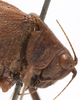 CollectionObject 1506497; da6f0153-b906-499e-ac46-9e1b04662446: female head and pronotum, lateral view. (CollectionObject).