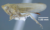 Habitus, lateral view: !! display not done !! on Macropsis (Macropsis) ocellata Provancher, 1872: (Observation).