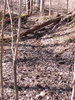 Plecoptera Burmeister, 1839: Seep habitat. (Otu).