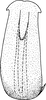 Aedeagus, ventral view on Ederranus sachalinensis (Matsumura, 1911): Aedeagus, ventral view. (Observation).