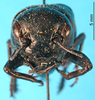 female, frontal view (syntype of Gryllus cephalotes). Depicts CollectionObject 1476502; ce73b3a8-5929-4876-9d2d-74fd1e716b08, a CollectionObject.