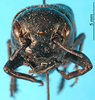 CollectionObject 1476502; ce73b3a8-5929-4876-9d2d-74fd1e716b08: female, frontal view (syntype of Gryllus cephalotes). (CollectionObject).
