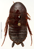 CollectionObject 1587376; MNHN(SF IMPORT DUPLICATE) MNHN-EP-EP3459, f2d4b024-1100-48b2-bf06-2af75d0b6576: CC BY-NC-ND 4.0/MNHN - Depraetere Marion - 2014. Syntype, female, of parallela Bolívar, 1897. Specimen number: MNHN-EP-EP3459. http://coldb.mnhn.fr/catalognumber/mnhn/ep/ep3459. (CollectionObject).