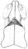 Morsea dumicola Rehn & Hebard, 1918: Fig. 237. male, head and pronotum, dorsal view. (Otu).