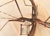 CollectionObject 1561450; ac9e5101-162e-42de-9203-aab5b6fa1168: copyright OUMNH. male: head & thorax, lateral view (holotype). (CollectionObject).