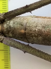 CollectionObject 1597679; 0c981c47-2724-4cb7-9f80-a067884b2742: copyright CEIOC Rio de Janeiro. female of synonym Cladomorphus petropolisensis: hind femora, showing spines (holotype). (CollectionObject).