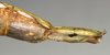 CollectionObject 1559888; NMW 759, ec20bf9d-7c71-45c9-ac1c-a680f44e7634: copyright NMW, Vienna. female: end of abdomen, lateral view of synonym Monandroptera scolopendra (lectotype). (CollectionObject).