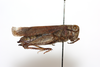 female, lateral view (paratype of Thalpomena algeriana maroccana). Depicts CollectionObject 1581049; 88f1157c-625c-4334-bd4c-3cf590ff43b1, a CollectionObject.