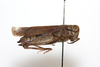 CollectionObject 1581049; 88f1157c-625c-4334-bd4c-3cf590ff43b1: female, lateral view (paratype of Thalpomena algeriana maroccana). (CollectionObject).