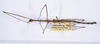 CollectionObject 1563618; 44ca52b2-7992-4958-84fd-693f6f5449b0: copyright ANSP. male, dorsal view (paratype). (CollectionObject).