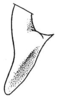 Pl. XXIII, Fig. 20. dorsal outline of male cercus (normal condition). Depicts Conocephalus (Anisoptera) saltator (Saussure, 1859), an Otu.