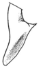 Conocephalus (Anisoptera) saltator (Saussure, 1859): Pl. XXIII, Fig. 20. dorsal outline of male cercus (normal condition). (Otu).
