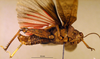 CollectionObject 1530732; 559953a5-118d-4b75-8683-688eb6265614, DORSA SAbraholHTM: male, lateral view (holotype). (CollectionObject).