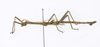 CollectionObject 1590191; USNM(SF IMPORT DUPLICATE) RD–044, fc1f0f9e-1e73-4b5b-b0b5-b68c812a0411: copyright USNM, Washington. male, lateral view (holotype). (CollectionObject).