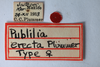Other: !! display not done !! on Publilia erecta Plummer, 1935: (Observation).