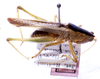 CollectionObject 1531535; 6a6e5aee-c08f-4ea4-a82b-dc30dabdc301: male, dorsal view (syntype). (CollectionObject).