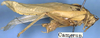 Mustius superbus Sjöstedt, 1902: male, lateral view (paratype?). (Otu).