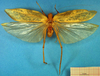 CollectionObject 1500248; 7365f392-aacf-4669-b0d1-024d772d7d36, DORSA BTararetS01: male, dorsal view (syntype). (CollectionObject).