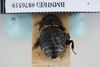 Pseudoglomeris tarsalis (Walker, 1868): Copyright NHM, London. Lectotype female of Perisphaeria tarsalis, view from above, top. (Otu).