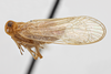 Habitus, lateral view on Diastrocixius thelyus Caldwell, 1945: (Observation).