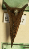 Habitus, dorsal view: !! display not done !! on Hemikyptha cervus (Germar, 1835): (Observation).