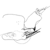 Pygofer, lateral view on Dagama capensis (Walker, 1851): Pygofer, lateral view. (Observation).