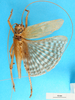 CollectionObject 1578132; b4e04049-d3cb-4fa5-aebc-b96192f00f81: male, dorsal view. (CollectionObject).