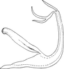Aedeagus, lateral view on Edwardsiana ishidai (Matsumura, 1932): Aedeagus, lateral view (Bohemia). (Observation).