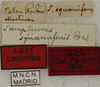 CollectionObject 1535228; 397bfd44-c829-4a92-8a79-d624139431bf: labels (lectotype). (CollectionObject).