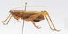 CollectionObject 1578225; ad0dcb8f-d87a-4429-870c-7cd0991b649a: male, lateral view. (CollectionObject).