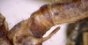 CollectionObject 1568259; e9e073e5-51b5-4ce5-8ad4-e1c01cf1af14: spine on fore coxa (holotype of Angustithorax spiniger). (CollectionObject).
