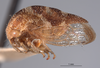 Habitus, lateral view: !! display not done !! on Cyrtolobus acutus Van Duzee, 1908: (Observation).