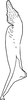 Stylus: !! display not done !! on Bonaspeia straminea Linnavuori, 1961: Stylus. (Observation).