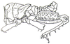 Crypsicerus glaber (Miller, 1932): Fig. 21.1. male, lateral view (Crypsiceracris tuberculata). (Otu).